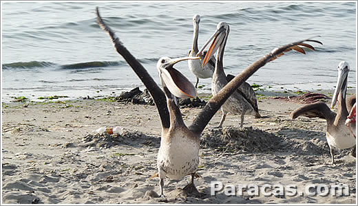 Aves de la Resava Nacional de Paracas
