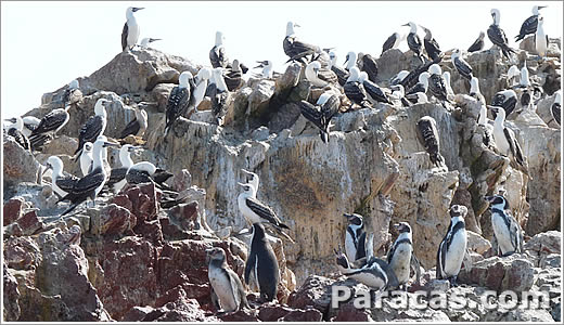 Foto de aves en la Reserva de Paracas