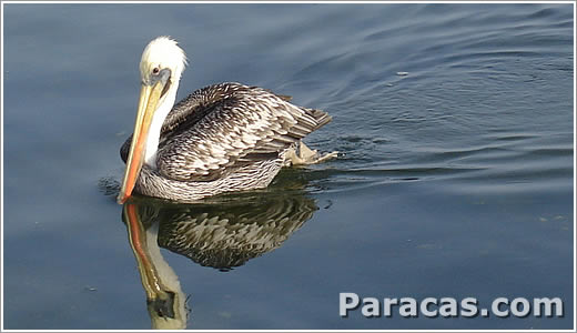 Pelicano en las aguas de la costa de Paracas