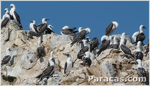 Aves productoras de guano