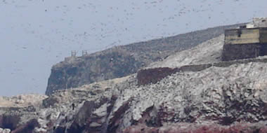 Foto de aves en la Reserva de Paracas