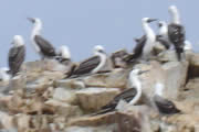 Aves de Paracas