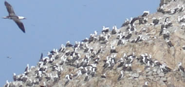 Aves en Paracas Peru