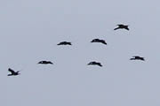 Aves en las Islas Ballestas