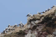 Aves productoras de guano