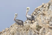 Pelicanos en Paracas