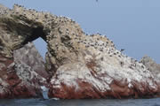 Fauna en Paracas