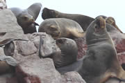 Focas
