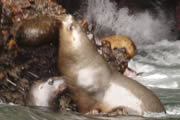 Foca en las Islas Ballestas