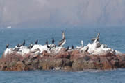 Aves guaneras