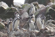 ping�ino en las Islas Ballestas