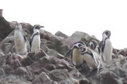 ping�inos en Paracas