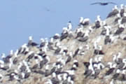 Aves de la Resava Nacional de Paracas
