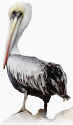 Fauna en Paracas Peru