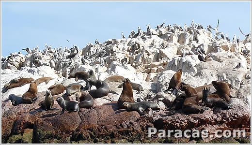 Aves en las Islas Ballestas