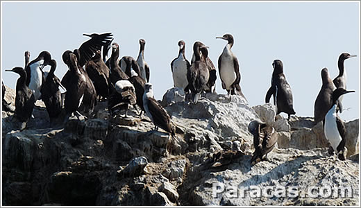pingüinos en Paracas