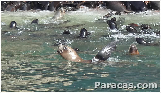 Foto de Focas de la reserva nacional de Paracas