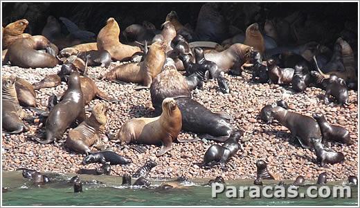 Focas en las Islas Ballestas