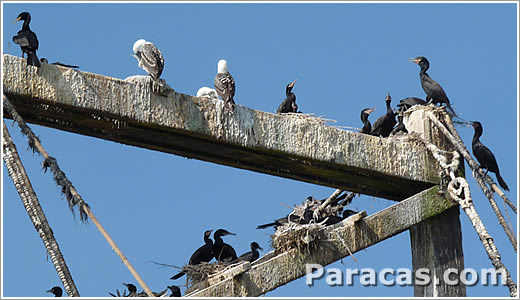 Pelicanos en Paracas