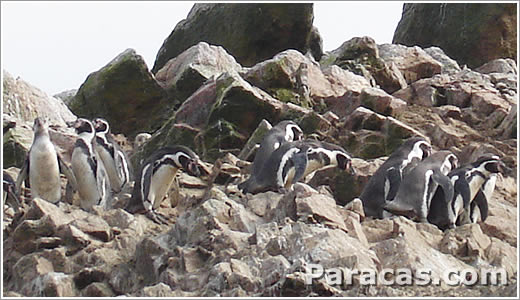 Focas en las Islas Ballestas