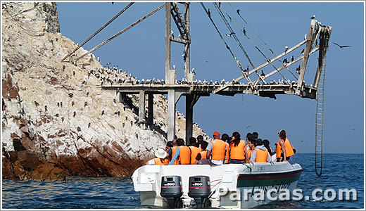 Fauna en Paracas