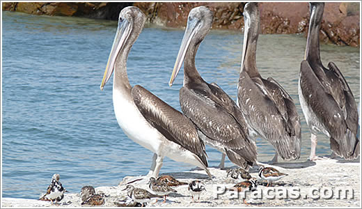 Pelikane auf Paracas