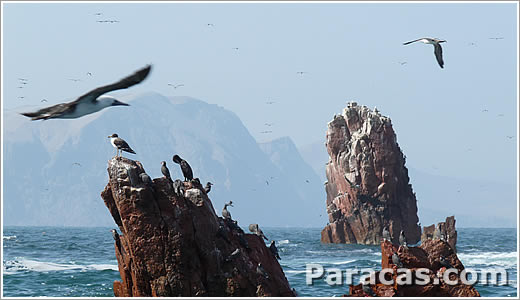 Aves en las Islas Ballestas